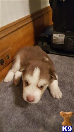 Siberian Husky puppy for sale