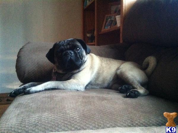 pug stud fee pug stud gibby 6 years pug stud fee pug stud gibby 6 years