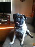 Pug