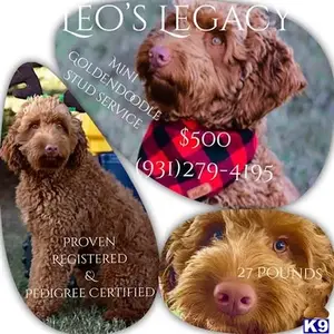 Leo available Goldendoodles puppy located in Manchester