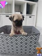 pug puppy posted by Aberlineis