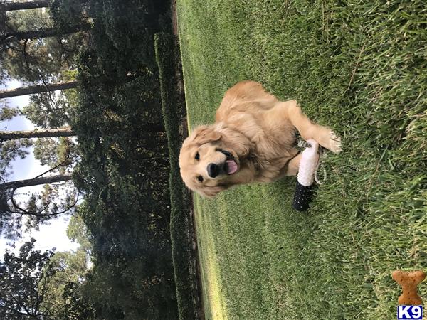 golden retriever stud fee golden retriever stud tucker 22 months golden retriever stud fee golden retriever stud tucker 22 months