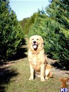 Tucker available Golden Retriever puppy located in HATTIESBURG