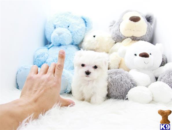 puppy scammer list 2016 maltese puppy for sale yuki 3 months puppy scammer list 2016 maltese puppy for sale yuki 3 months