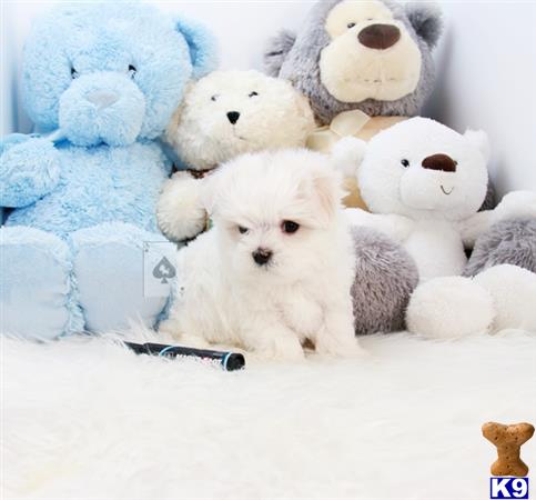 puppy scammer list 2016 maltese puppy for sale dove 8 months puppy scammer list 2016 maltese puppy for sale dove 8 months