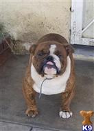 Mega available Bulldog puppy located in COLTON