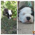 american bulldog puppy posted by Acidjade3