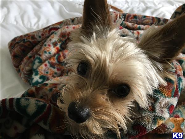 yorkie stud fee terrier stud biden 19 months yorkie stud fee terrier stud biden 19 months