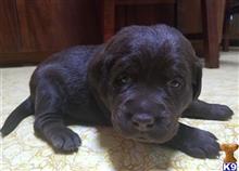 labrador retriever puppy posted by Agorman
