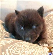 wolf dog puppy posted by Aimee38116