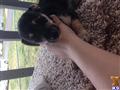 chihuahua puppy posted by Aimeervilleda