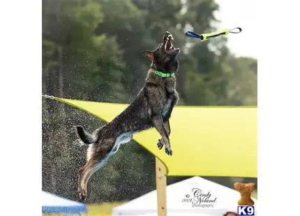 German Shepherd