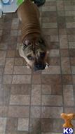 Leonard available American Bulldog puppy located in WESTERLY