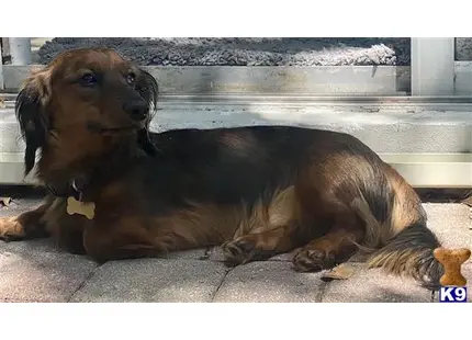 Alfie available Dachshund puppy located in WESTON