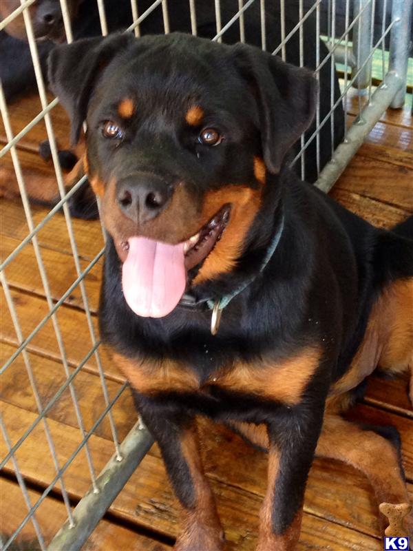 rottweiler puppies for sale in florida rottweiler puppies for sale in florida rottweiler puppies for sale in florida rottweiler puppies for sale in florida