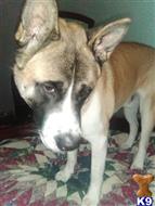 Kuma available Akita puppy located in TERRELL