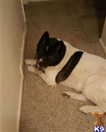 Kumo available Akita puppy located in LOUISVILLE