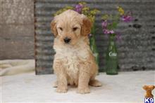 goldendoodles puppy posted by Albarkkennels