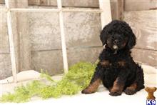 goldendoodles puppy posted by Albarkkennels