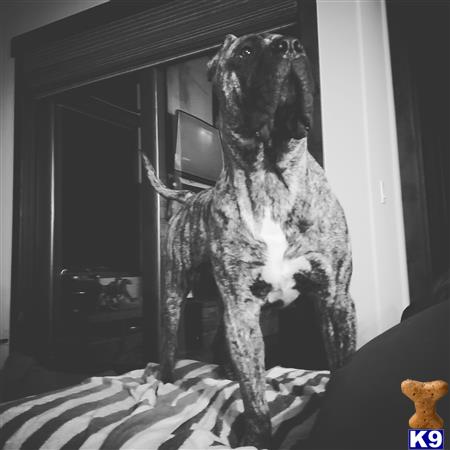 Alcapone_stud Picture 1