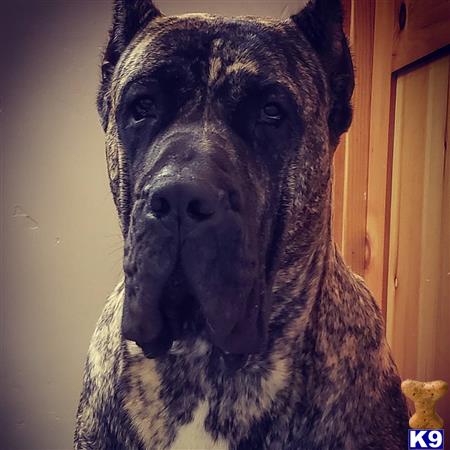 Alcapone_stud Picture 2