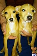 miniature pinscher puppy posted by AlexSmirnof