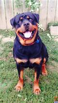 Rottweiler