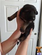german shepherd puppy posted by Alexm714