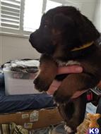 german shepherd puppy posted by Alexm714