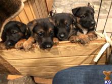 german shepherd puppy posted by Alexm714
