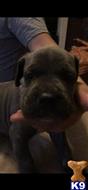 cane corso puppy posted by Alexnchris2