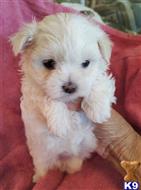 maltese puppy posted by Alexzander