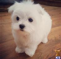 maltese puppy posted by Alexzander