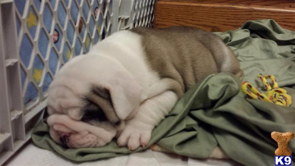 bulldog puppy posted by Alf0121
