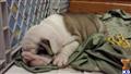 bulldog puppy posted by Alf0121