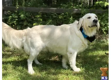 Chandler  available Golden Retriever puppy located in EAU CLAIRE