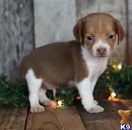 beagle puppy posted by Alicemarrow