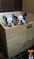 bulldog puppy posted by Alicemarrow