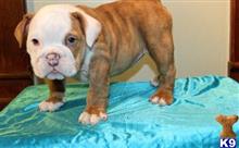 bulldog puppy posted by Alicemarrow