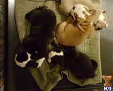bulldog puppy posted by Alicemarrow