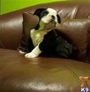 bulldog puppy posted by Alicemarrow