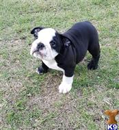 bulldog puppy posted by Alicemarrow