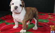 bulldog puppy posted by Alicemarrow