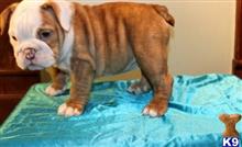 bulldog puppy posted by Alicemarrow