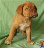 dogue de bordeaux puppy posted by Alicemarrow