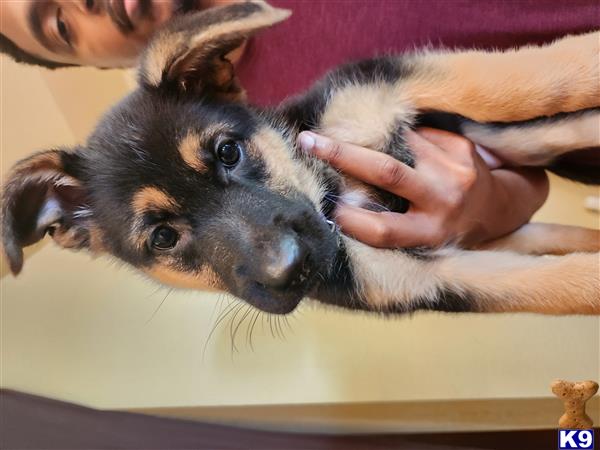 German Shepherd puppy for sale