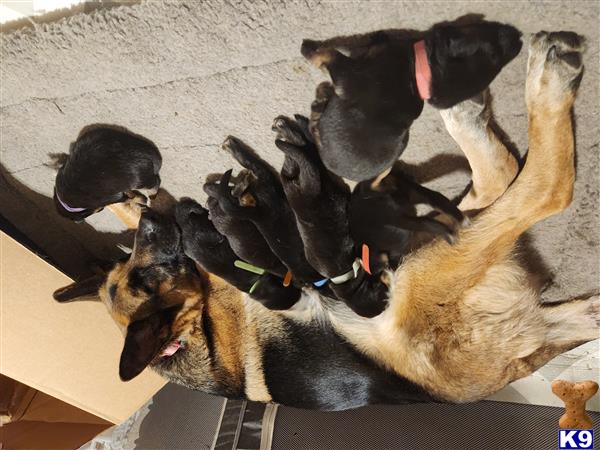 German Shepherd puppy for sale