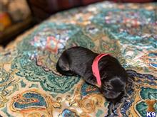 german shepherd puppy posted by AlissaY