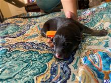 german shepherd puppy posted by AlissaY