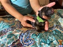 german shepherd puppy posted by AlissaY